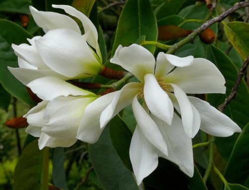 Image of White Swarna Champa - All-Time Blooming Hybrid Plant (Michelia Champaca) | Sonchapa, Hirwa Chafa, Sarna Chapa | Pack of 1 Live Plant inch