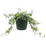 American Plant Exchange Variegated English Ivy – 6-Inch Pot – Live Easy Care Trailing Houseplant with Green & White Leaves for Hanging Baskets, Indoor Planters, Home & Office Décor
