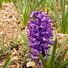 100 pezzi di semi di piante da Fiore all’aperto di Echinacea Misti