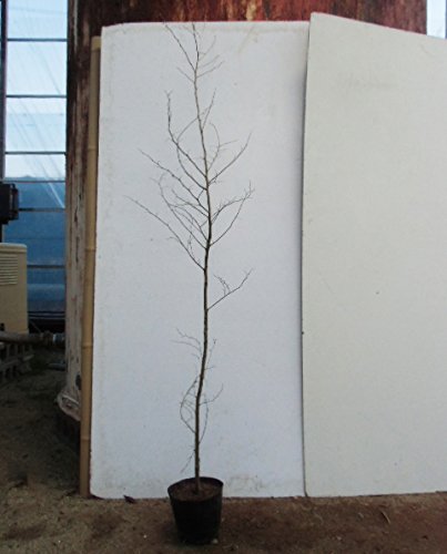 可愛い実がなる エゴノキ 栽培記録１年目から３年目 こそぶろ