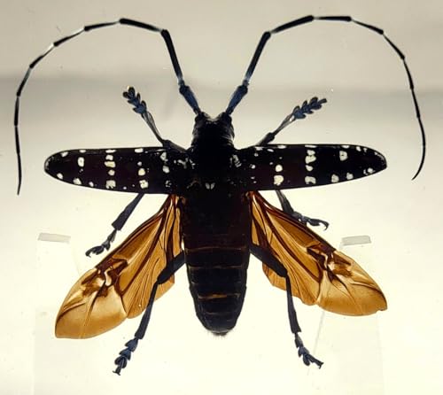 Image of 75mm Real Citrus Long-Horned Beetle in Crystal Clear Lucite Resin Specimen Preserved Anoplophora Chinensis Insect Taxidermy Collection for Biology Science Education & Desk Ornament Display Supplies