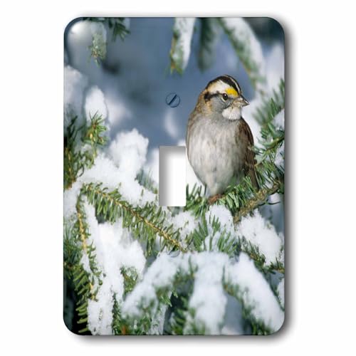 Commande d'éclairage moineau à gorge blanche pour maison