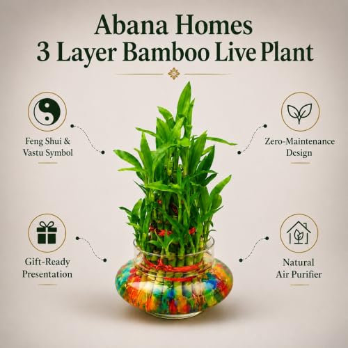 Image of Abana Homes 3 Layer Bamboo Live Plant With Glass Pot and Multicolour Jelly Beads | Natural Air Purifier Feng Shui Bonsai Plant for Indoor, Outdoor, Living Room, Office, Balcony, Home Decor and Gifting