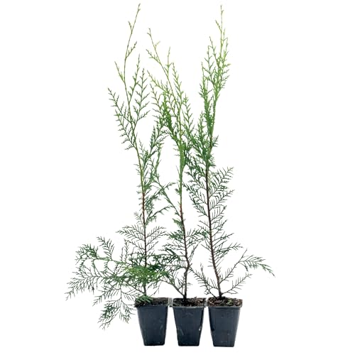3 Murray Leyland Cypress in 3.5” Nursery Cubes (Cupressocyparis leylandii ‘Murrayii’) | Fast-Growing Evergreen Conifer Tree for Privacy Screens, Windbreaks & Borders | Ready-to-Plant