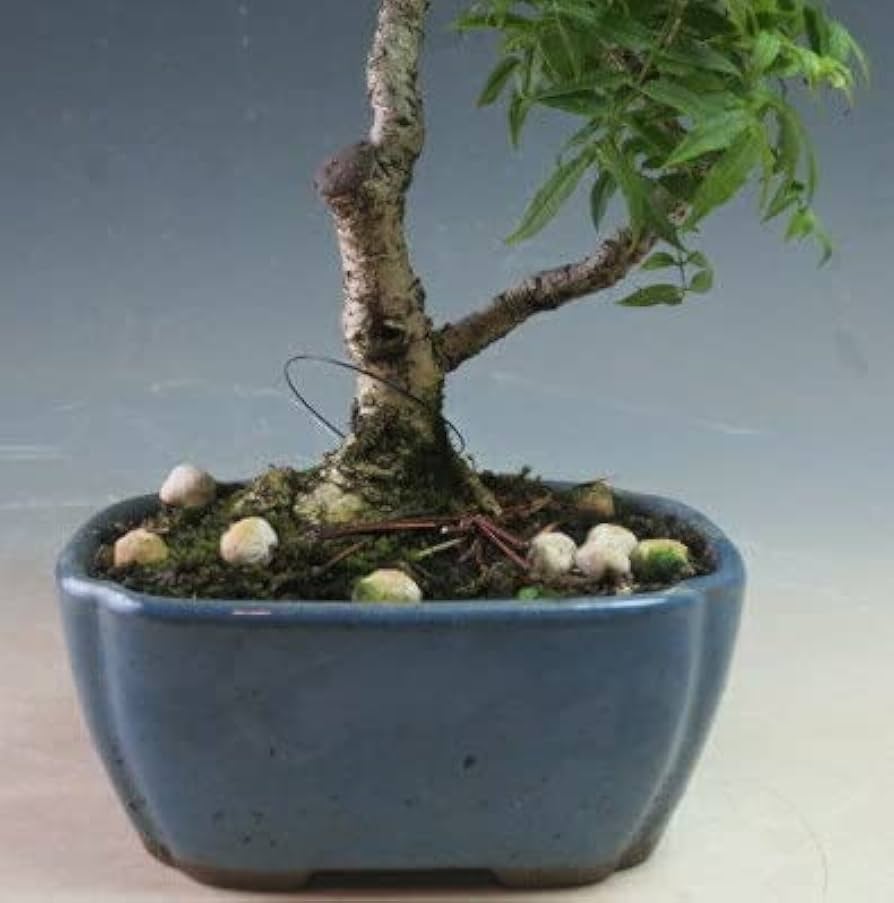 Amazon｜盆栽 コフジ（小藤）の鉢植え【現品】｜観葉植物