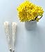 Classic Rock Candy Sticks, Sugar Rock Crystal Lollipops, Individually Wrapped (Pack of 12, Clear White)