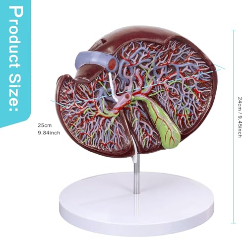 Image of EVOTECH SCIENTIFIC Deluxe Human Liver Anatomical Model, 2 Parts 1.5X Enlarged Human Liver Anatomical Model for Medical Teaching Learning Research Education Display