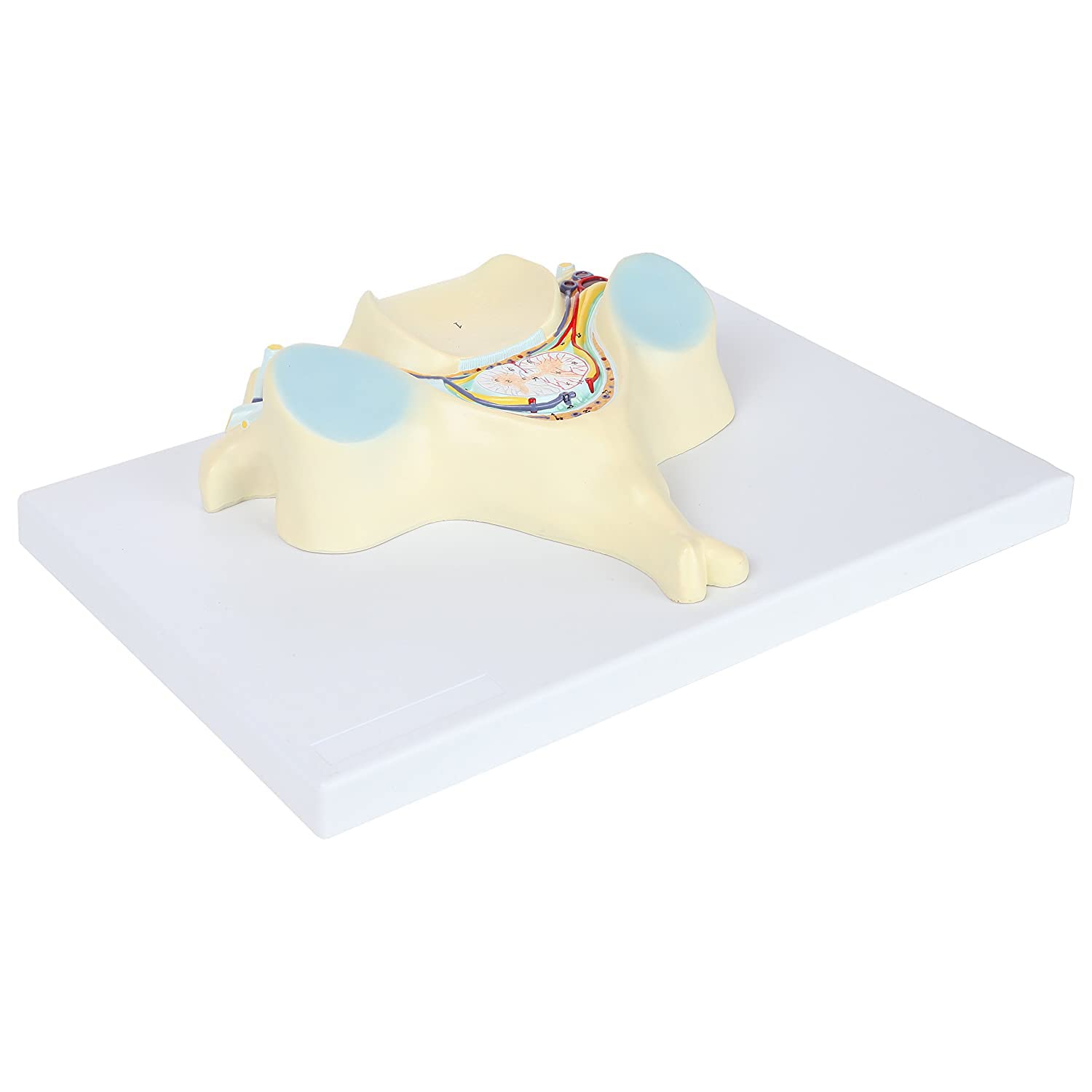 Buy UIGJIOG Anatomy Model Spine Model of d 5Th Cervical Vertebra Has 40