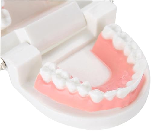 Miniatura 5 de Modelo de práctica dental realista con dentaduras removibles - Ideal para entrenamiento y demostración de educación dental - Simulación de anatomía