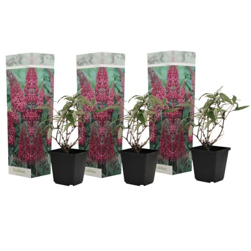 Plant in a Box - Buddleja Rosa - Set di 3 - Cespuglio di farfalle Resistente all'inverno per il giardino - Vaso 9cm - Altezza 25-40cm