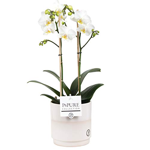 Orchid from Botanicly – Butterfly Orchid in White-Moccasin Ceramic Pot as a Set – Height: 45 cm, 2 Stems, White Flowers – Phalaenopsis Snow Flake