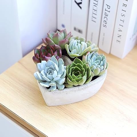 Live Succulent Plants in 7" Concrete Heart-Shaped Planter, Unique Garden Collection, Fully Rooted Succulents in Modern Decoration Planters, Great Gift for Anniversary, Wedding, Valentine's Day Cover
