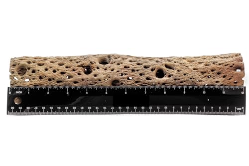 Image of 3, 6, 9, 12 Inch All Natural Teddy Bear Cholla Wood Extra Hollow Untreated Organic Aquarium Driftwood Decoration Chew Toy Shrimp Crab Cichlid Nano Tank Birds 1 or 5 Pieces (1 Piece, 12 inch)