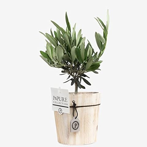 Mini Olive Tree With Pot Cover