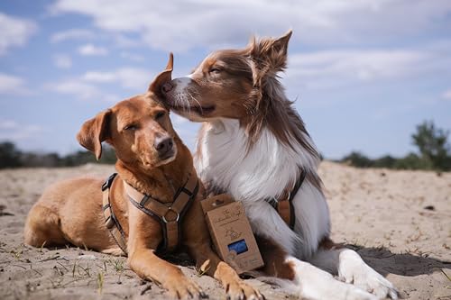 The Sustainable People TSP Recycling Hundekotbeutel - Blauer Engel zertifiziert - groß, auslaufsicher - Made in EU - 120 Stk - mind. 80% Post-Consumer-Rezyklat (PE) - stark (15µm) - Ausführung 23x33cm