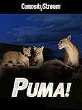 Puma!