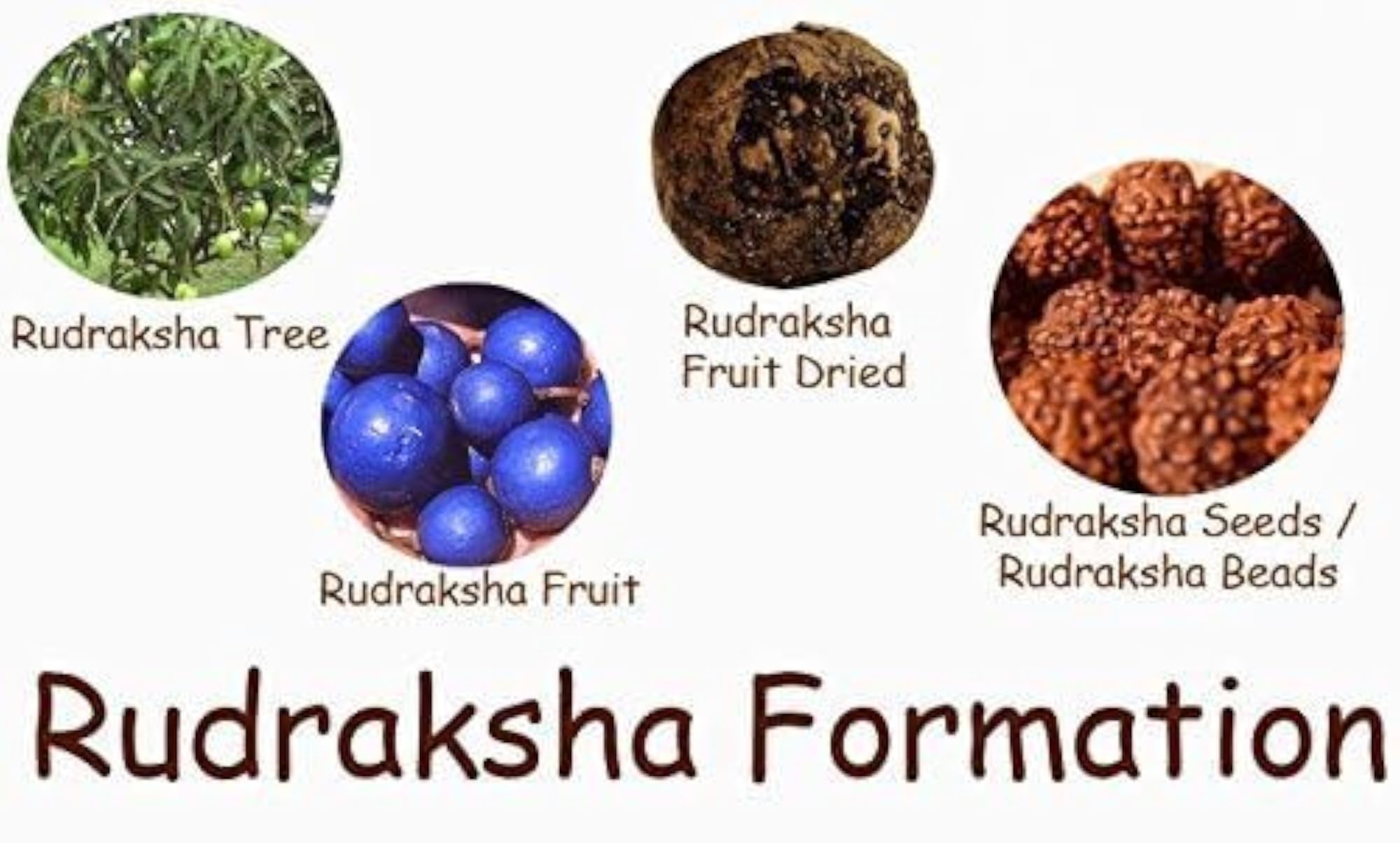 7 Mukhi Nepali Rudraksha Bead, Original Certified, AAA++ Quality