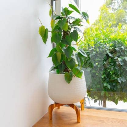 The Entacloo Money Plant (KH-116)