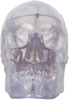 Axis Scientific 3-Part Life-Size Clear Human Skull - Detailed Articulated Translucent Anatomy Model for Anatomists and Medical Students - Display Human Skull Features - Durable and Realistic
