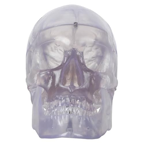 Axis Scientific 3-Part Life-Size Clear Human Skull - Detailed Articulated