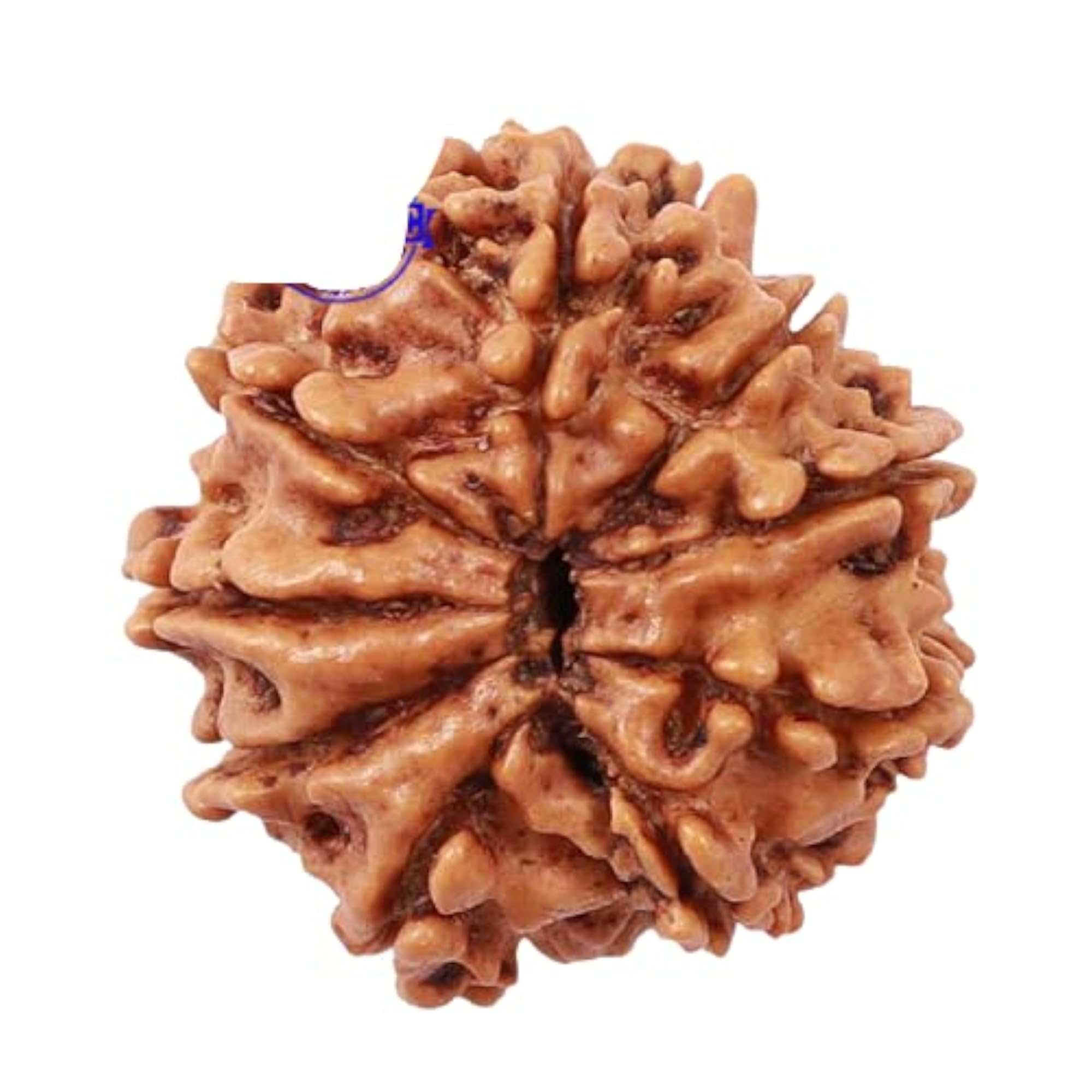 9 Face Rudraksha with Silver Pendant, Certified Bead