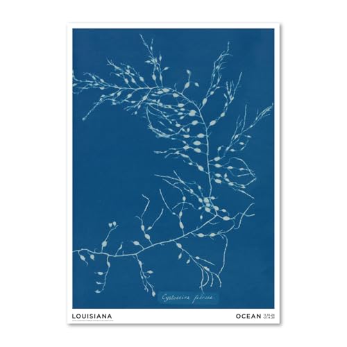 �f���}�[�N ���C�W�A�i�ߑ���p�� �|�X�^�[ Anna Atkins ? Cystoseira fibrosa A2 42×59.4cm