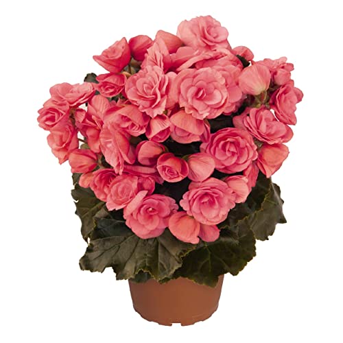 Begonia Elatior Pink PREMIUM Planta Begonia con Flores Rosas