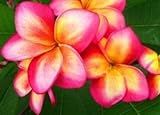 plumeria blume Aussaat: Vor der Aussaat kommen die Samen für 2 Stunden ins warme Wasserbad, dann kommen sie ca. 1 cm tief in den Boden. Bis sie keimen, sollten sie unter einer Plastikplane versteckt oder im Gewächshaus herangezogen werden. Dann dürfen sie ab in die Sonne. Die Erde sollte feucht gehalten werden, in 14-30 Tagen bei 21 Grad sollten sie keimen - es kann aber auch länger dauern, also nicht aufgeben! plumeria2u