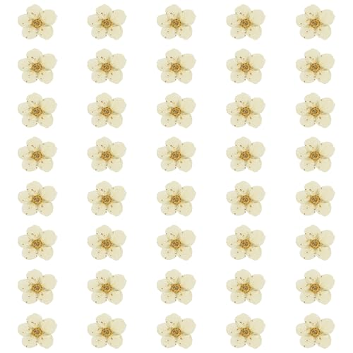 uxcell 40 piezas flores prensadas secas de Narciso miniatura 1