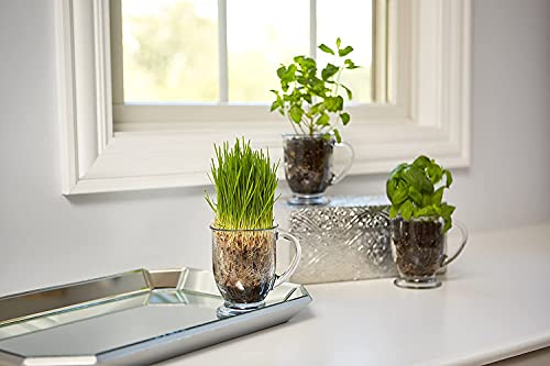 Image of 450 ML Glass Coffee Mug Set, with Convenient Handle, Tea Glasses for Hot /Cold Beverages, Thermal Shock Resistant, Tempered Glass, Mugs for Cappuccino Pack of 4 (PN - 04, 4 Count (Pack of 1))