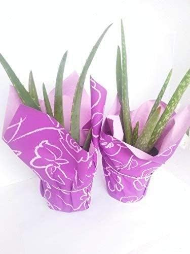 Dos fuertes Aloe Vera - Regalo de planta medicinal de 4 pulgadas en maceta envuelta única de Jmbamboo