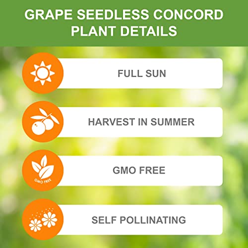 Garden State Bulb Grape Seedless Concord Plant, Live Bare Root, Non-Gmo (Bag Of 1) #TOP3