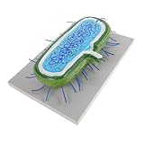 Abaodam Microbiano De Alta Precisión Enseñanza Material Didáctico para Biología De Célula Bacteriana para Anatomía y Secundaria Herramienta para Investigación