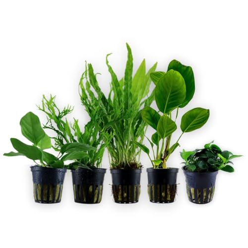 AquaOne Aquarium Pflanzen I Die 5 einfachsten Wasserpflanzen für Anfänger! I Einsteiger Aquarienpflanzen I Langsam wachsende Anubias Microsorum I Basic Starter Set