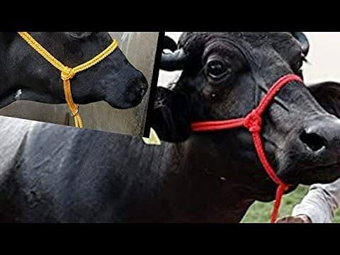 Buy 2 Get 1 Free Buy Cow/Buffalo/Bull Nylon Mohri Mohra Mohrki (7 Meter) - Available in Golden Yellow Color-image-33
