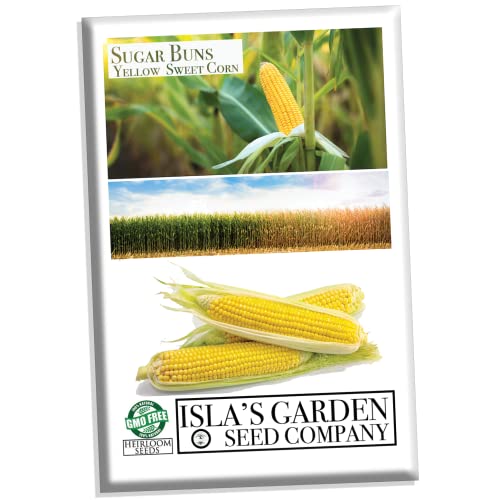 Sugar Buns Sweet Yellow Corn Seeds For Planting, 50+ Heirloom Seeds Per Packet, (Isla's Garden Seeds), Non Gmo, 90% Germination Rates, Botanical Name: Zea Mays, Great Home Garden Gift #TOP22