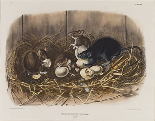Impression sur toile Rat noir de John Audubon affiches et gravures peinture moderne salon 60x90