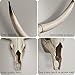 Notakia Gaobei Long Horn Cow Skull Wall Hanging Longhorn Steer Southwest Bull Skull Sculpture Resin Decoration