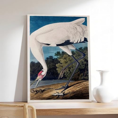 Hooping Crane Audubon poster toile grand format pour mur vide