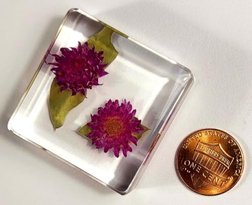 Image of 38mm Real Purple Globe Amaranth Flower in Crystal Clear Lucite Resin Specimen Dried Pressed Botanist Herb Herbarium Crafts Collection for Botany Science Education & Desk Ornament Display Supplies