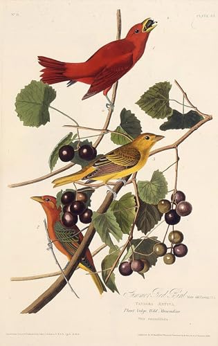 Prints toile l'oiseau rouge d'été d'Amérique John Audubon décoration 60x90