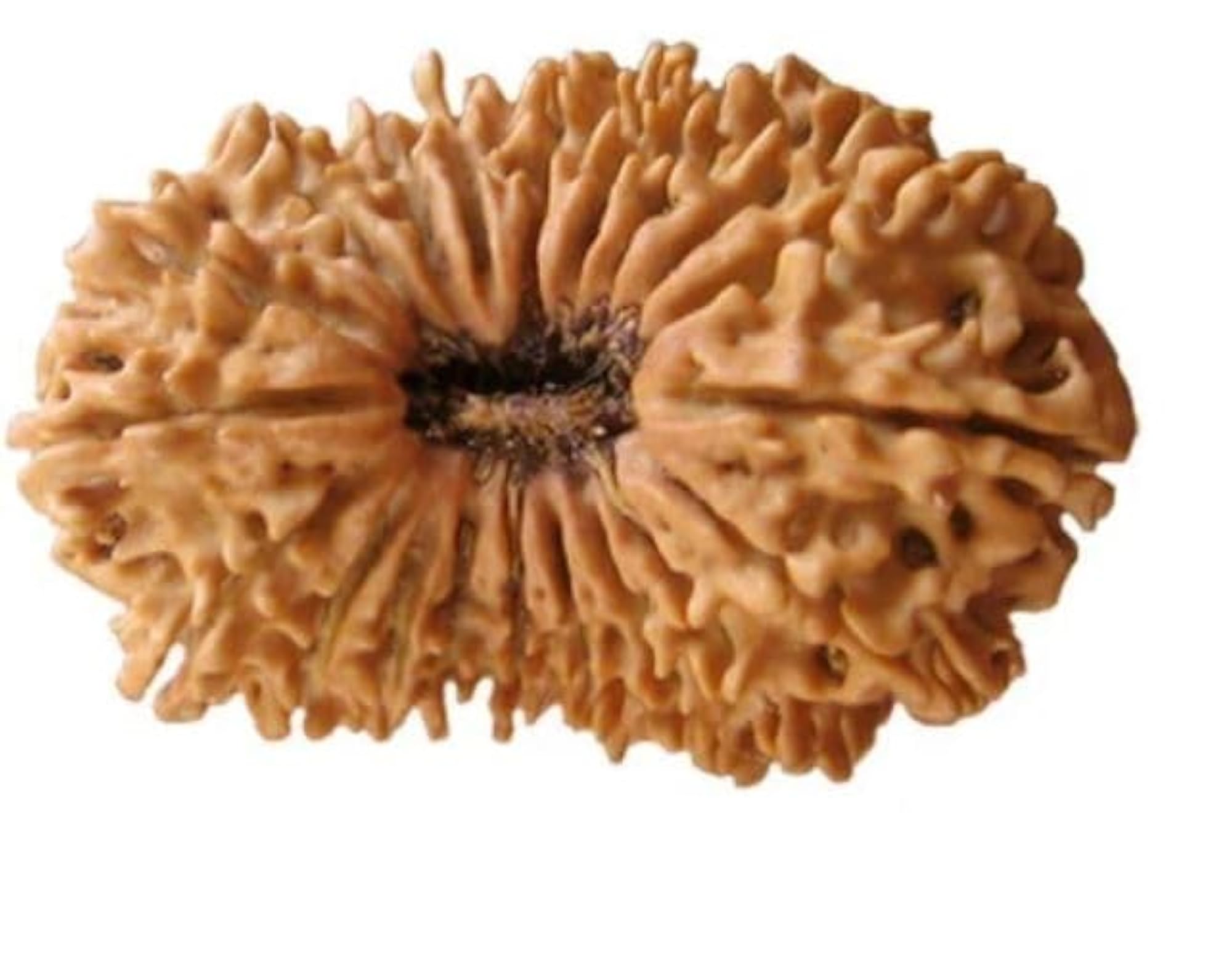 21 Mukhi Rudraksha, Original Certified Nepali Beads