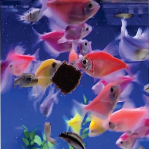 Freeze Dried California Blackworms - All Natural - (100+ Cubes) - Perfect for Marine & Tropical Aquariums - High Protein, No Preservatives - Ideal Live Blackworms Alternative Fish Food (25 Grams)