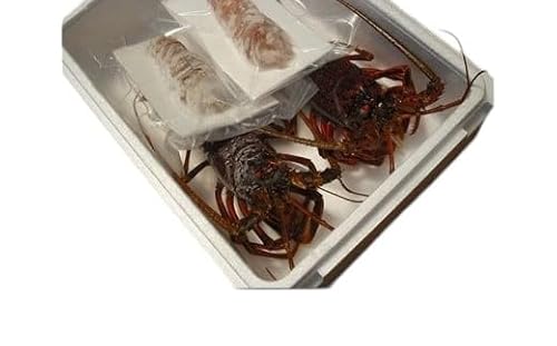 (冷凍) 伊勢志摩産 活〆伊勢海老 2尾 姿造り 生食用 (M) / 丸池 伊勢えび イセエビ 特産 三重県 南伊勢町 伊勢志摩