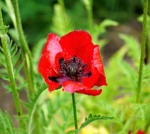 Türkischer Riesenmohn Brilliant – Papaver orientale – Mehrjährig & winterhart – 1000 Samen