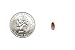 100 Extra Small Dubia Roaches by DubiaRoaches.com
