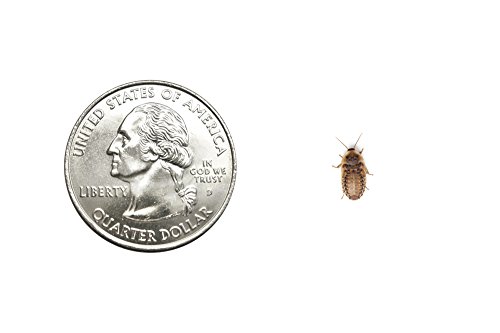 Dubia Roaches 25 Extra Small - Dubia Roaches Reptile All Ages Unflavored 1 gram