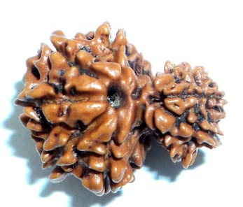 Gemstone King Nepali Beads Lab Tested Garbh Gori Rudraksh Blessings of Maa Parvati and Lord Ganesha Excellent Shape Garbh Gauri Rudraksha with Silk Red Thread Use for Men & Women
