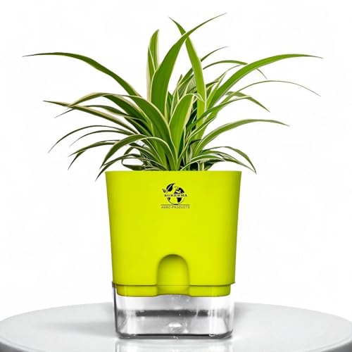 Surekha Spider Indoor Plants For Living Room(Green) | Live Plants...