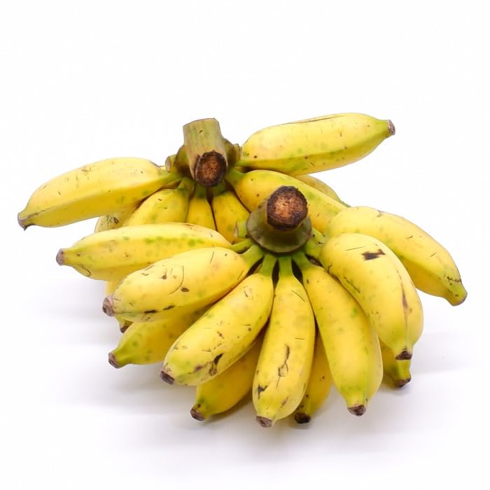 沖縄琉堂 沖縄県産 島バナナ